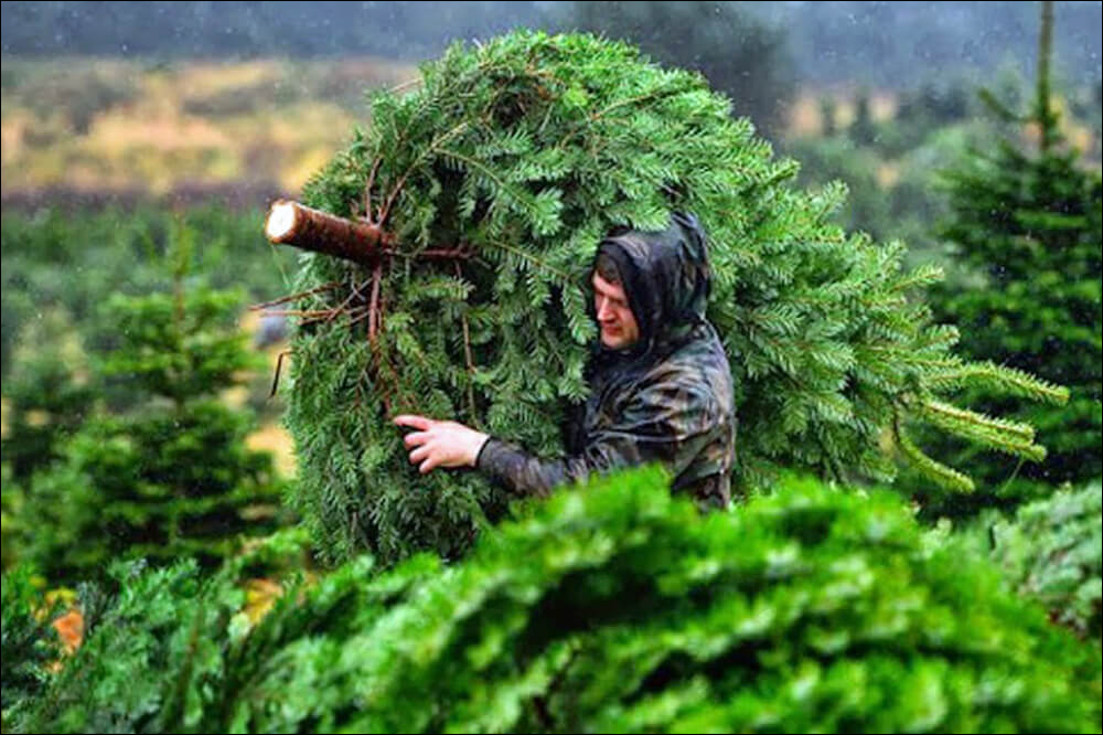 Riverhill Garden Supplies of Sevenoaks, Kent. Celebtrating 22 years online.