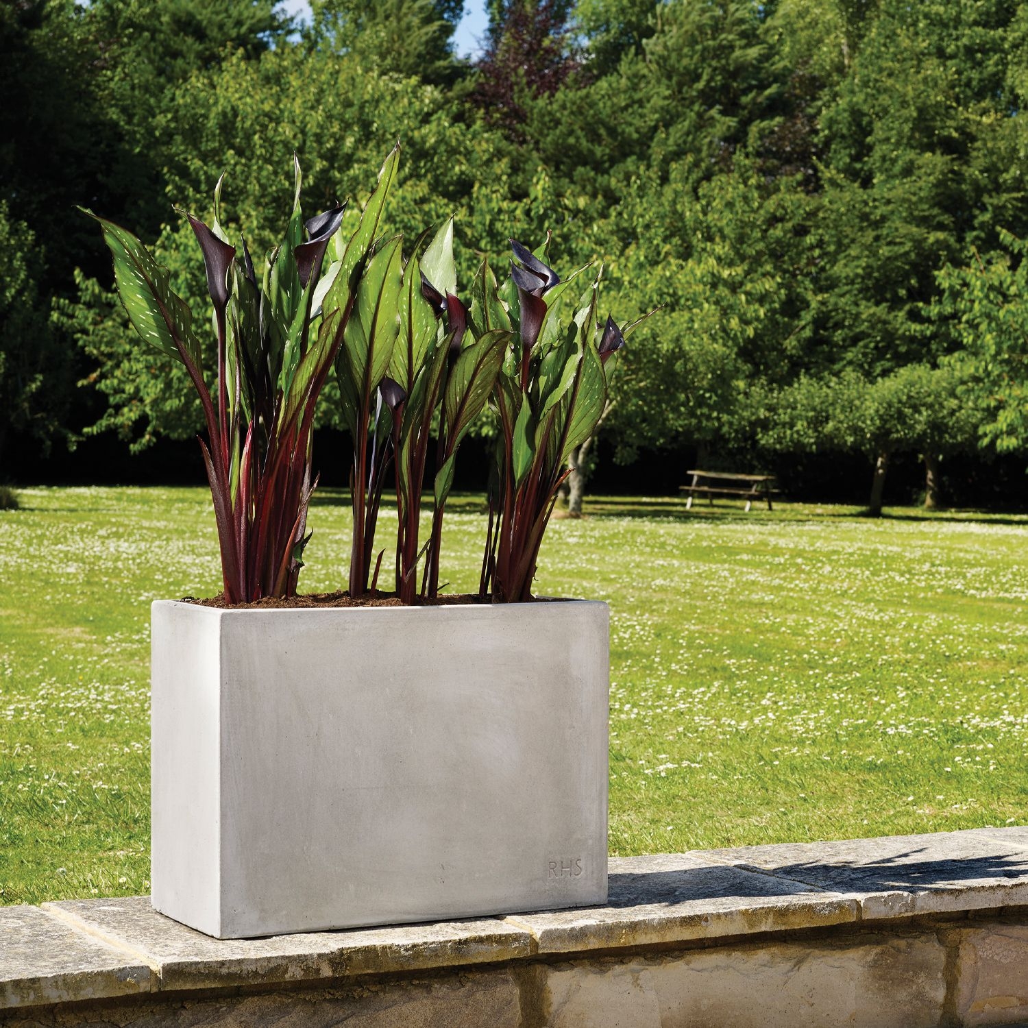 RHS Tall Urban Trough (1 size) AA1490 Royal Horticultural Society